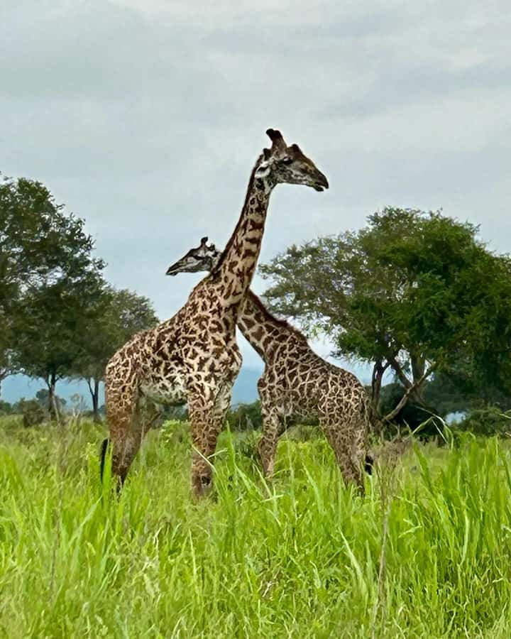 SAFARI WILDLIFE 3 DAYS 2 NIGHT FROM ZANZIBAR TO MIKUMI - FAQ