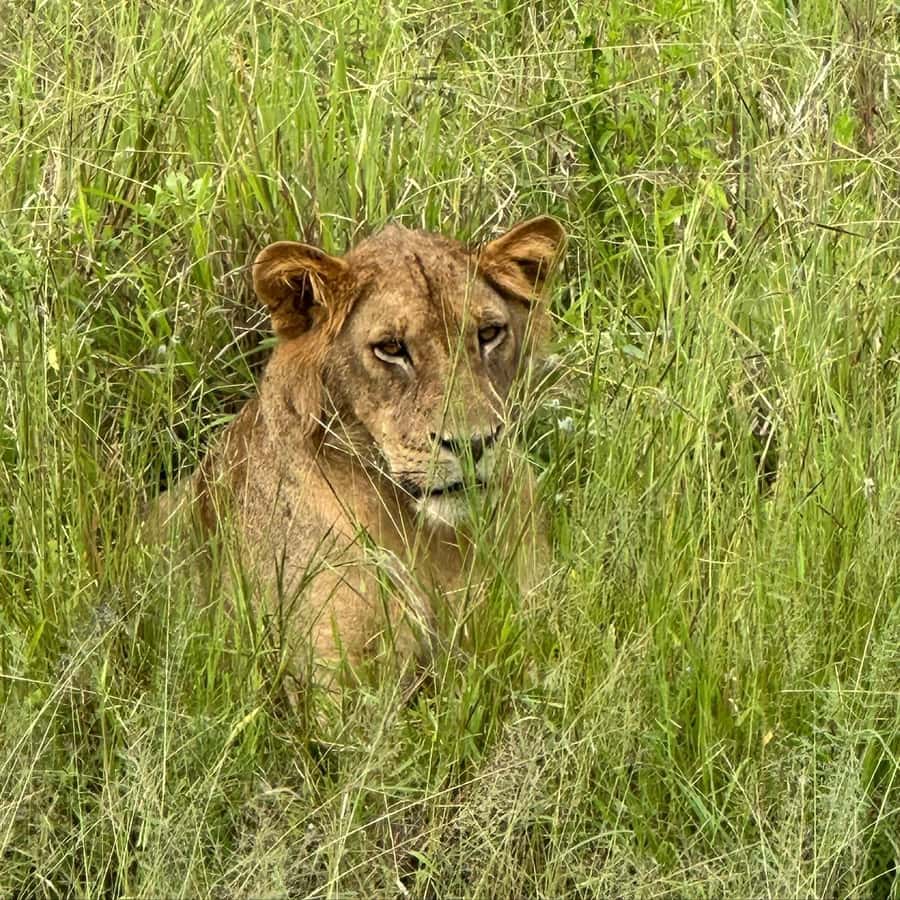 SAFARI WILDLIFE 3 DAYS 2 NIGHT FROM ZANZIBAR TO MIKUMI - Zanzibar to Mikumi, and why the journey matters