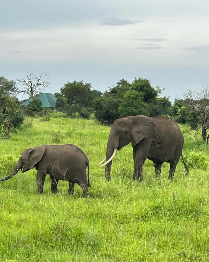 SAFARI WILDLIFE 3 DAYS 2 NIGHT FROM ZANZIBAR TO MIKUMI - Maasai village visit: how to make it meaningful