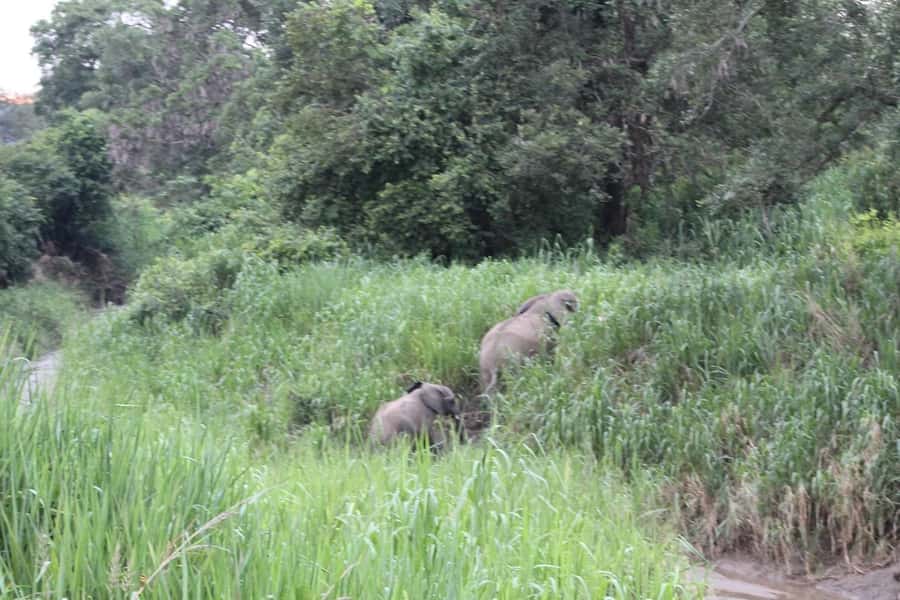 SAFARI WILDLIFE 3 DAYS 2 NIGHT FROM ZANZIBAR TO MIKUMI - Day 2 full-day game drive in Mikumi: what you should aim for