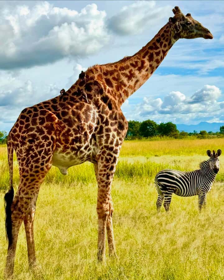SAFARI WILDLIFE 3 DAYS 2 NIGHT FROM ZANZIBAR TO MIKUMI - Lodge and meals: what included comfort really means