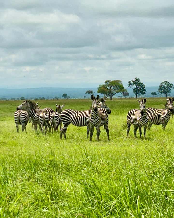 SAFARI WILDLIFE 3 DAYS 2 NIGHT FROM ZANZIBAR TO MIKUMI - Price and value: is $760 per person fair?