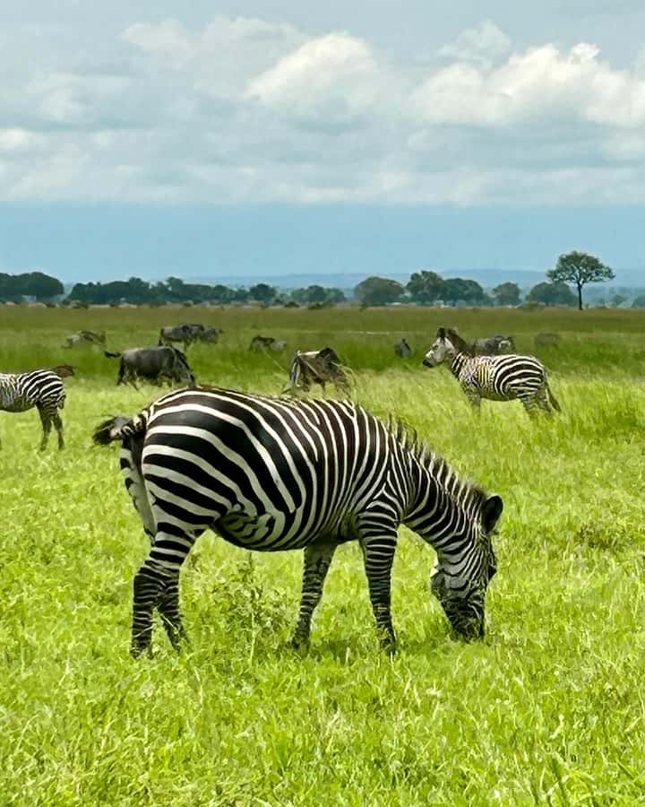 SAFARI WILDLIFE 3 DAYS 2 NIGHT FROM ZANZIBAR TO MIKUMI - Who should book this Zanzibar to Mikumi safari