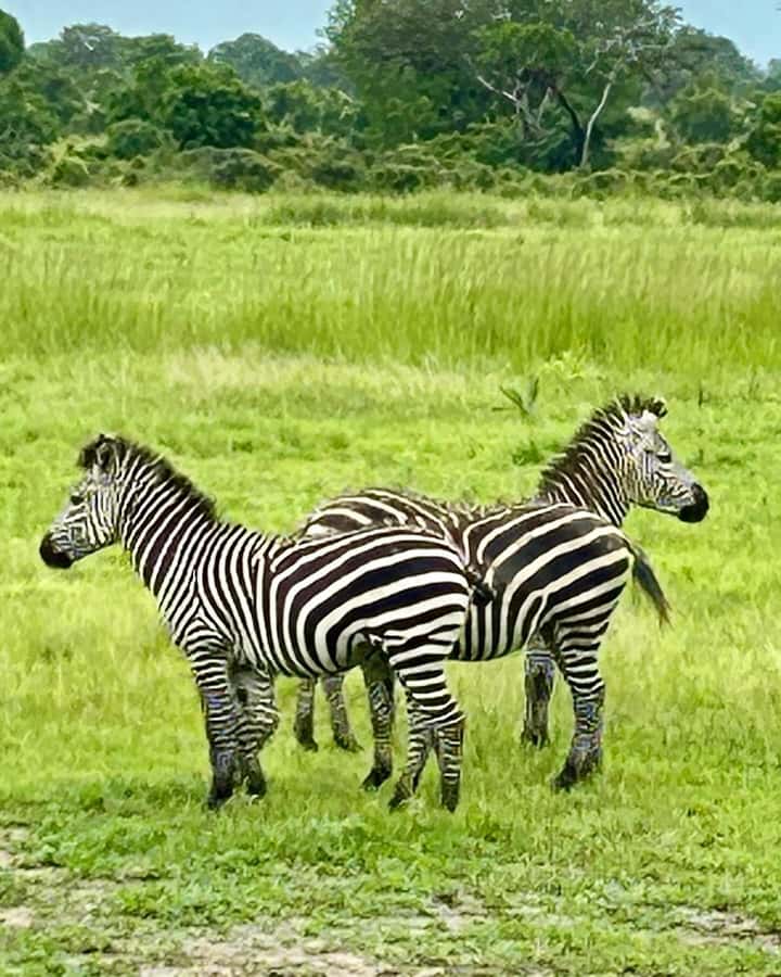 SAFARI WILDLIFE 3 DAYS 2 NIGHT FROM ZANZIBAR TO MIKUMI - Should you book it, or look for another plan?