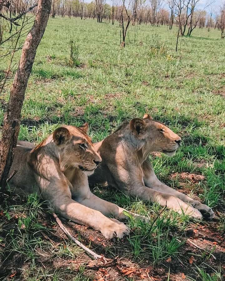 SAFARI WILDLIFE FROM ZANZIBAR TO MIKUMI 3 DAYS AND 2 NIGHTS - Zanzibar to Mikumi by ferry and high-speed train, minus the airport scramble
