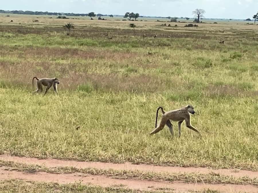 SAFARI WILDLIFE FROM ZANZIBAR TO MIKUMI 3 DAYS AND 2 NIGHTS - FAQ
