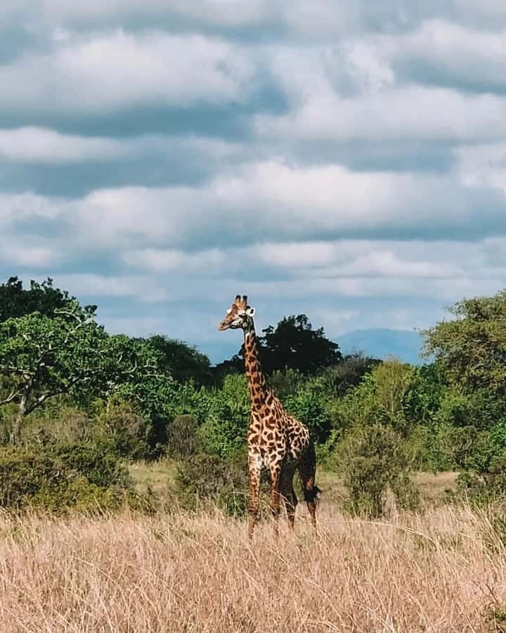SAFARI WILDLIFE FROM ZANZIBAR TO MIKUMI 3 DAYS AND 2 NIGHTS - Day 2: full-day safari from 6:00, with savannah breakfast and warm afternoon croc time