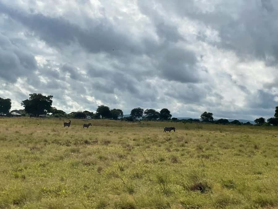 SAFARI WILDLIFE FROM ZANZIBAR TO MIKUMI 3 DAYS AND 2 NIGHTS - Price and value: what your $750 covers, and why it adds up