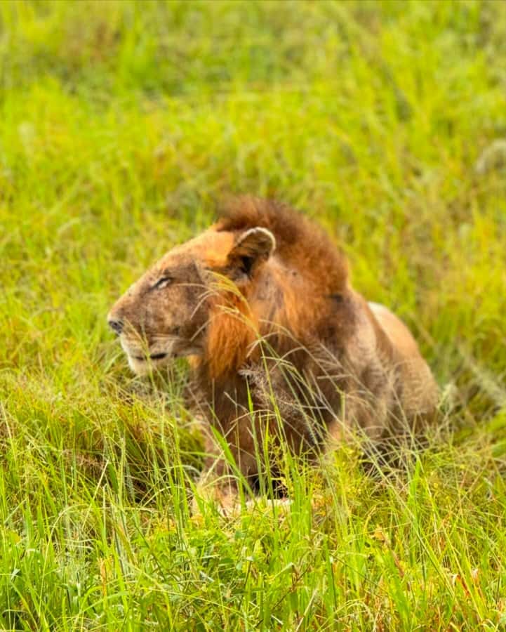 SAFARI WILDLIFE FROM ZANZIBAR TO MIKUMI 3 DAYS AND 2 NIGHTS - Who should book this private Mikumi safari, and who should think twice