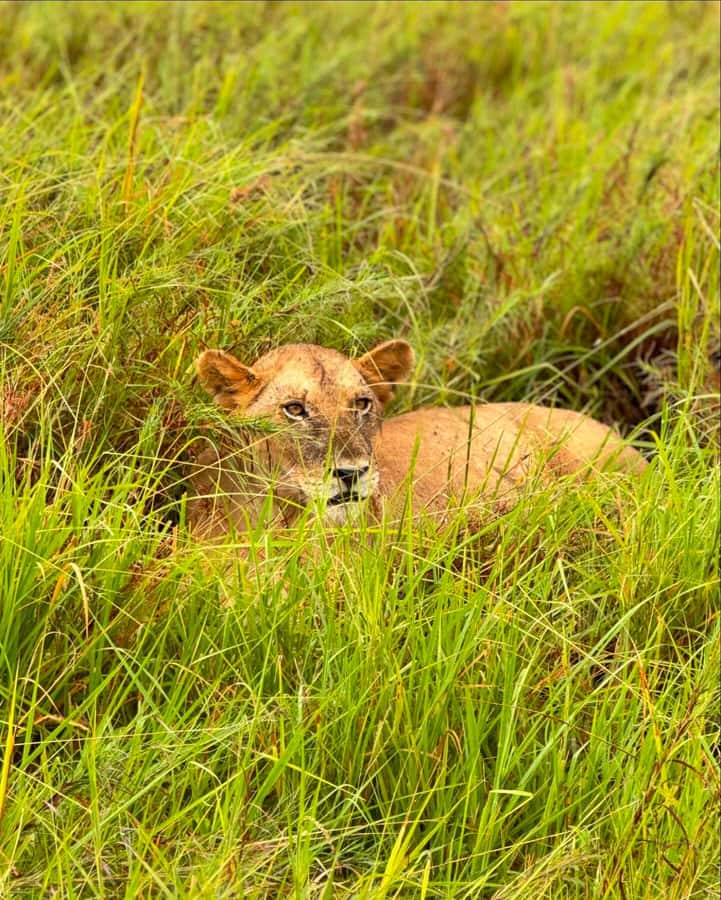 SAFARI WILDLIFE FROM ZANZIBAR TO MIKUMI 3 DAYS AND 2 NIGHTS - A few booking tips that make the safari feel smoother