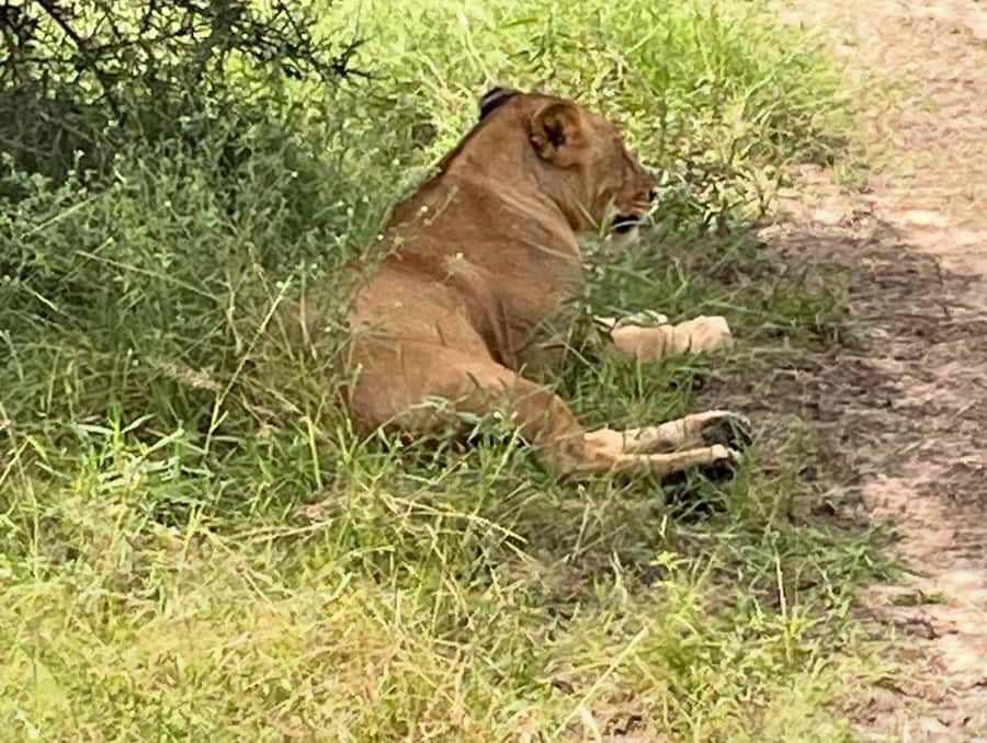 SAFARI WILDLIFE FROM ZANZIBAR TO MIKUMI 3 DAYS AND 2 NIGHTS - Should you book this Zanzibar to Mikumi safari?