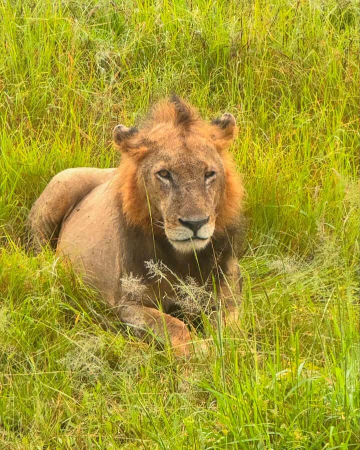 SAFARI WILDLIFE FROM ZANZIBAR TO MIKUMI 3 DAYS AND 2 NIGHTS - Day 1: ferry, train, arrival drive, lodge lunch, and Maasai culture time