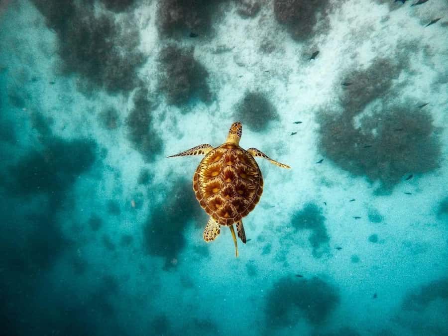 Salaam Cave, Starfish Adventure, The Rock Lunch, Kuza Cave - Should you book this Zanzibar day with LUXE AFRICA TRAVL & TOURS?