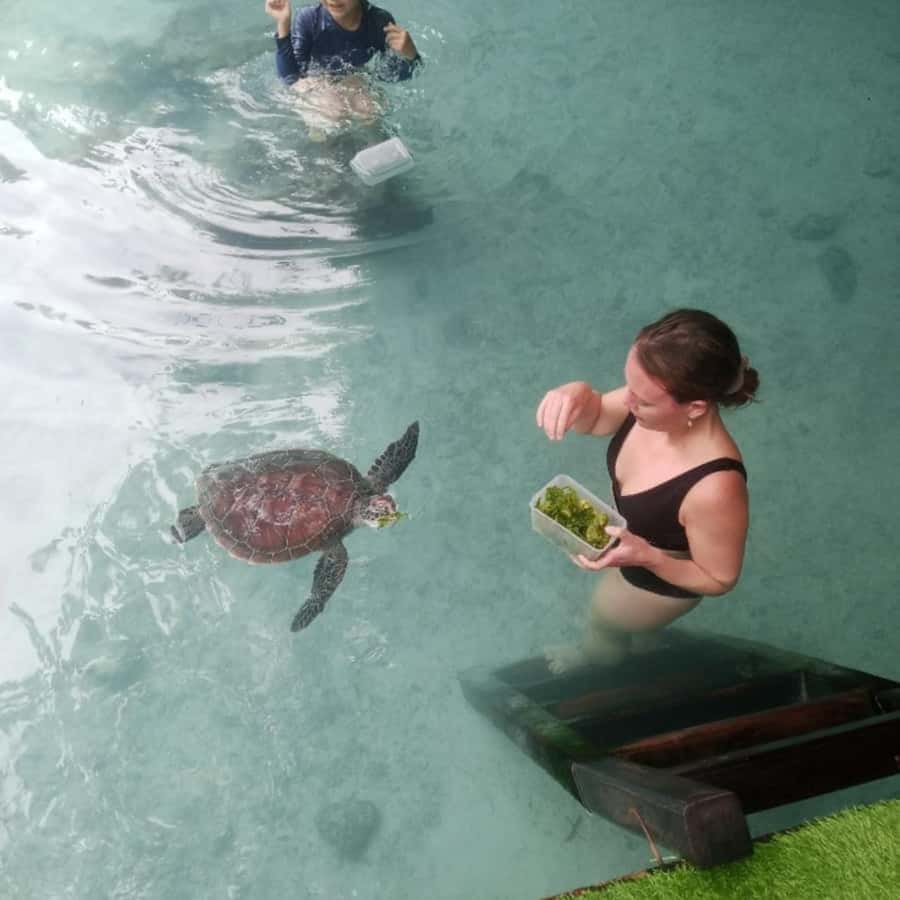 SALAAM CAVE: Swim with turtles & Dine at The Rock Restaurant - Salaam Cave Aquarium: limestone walls, turtles, and calm water