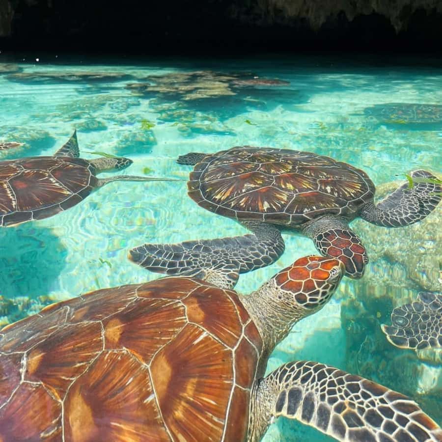 SALAAM CAVE: Swim with turtles & Dine at The Rock Restaurant - The Rock Restaurant in Pingwe: reaching your table at high tide