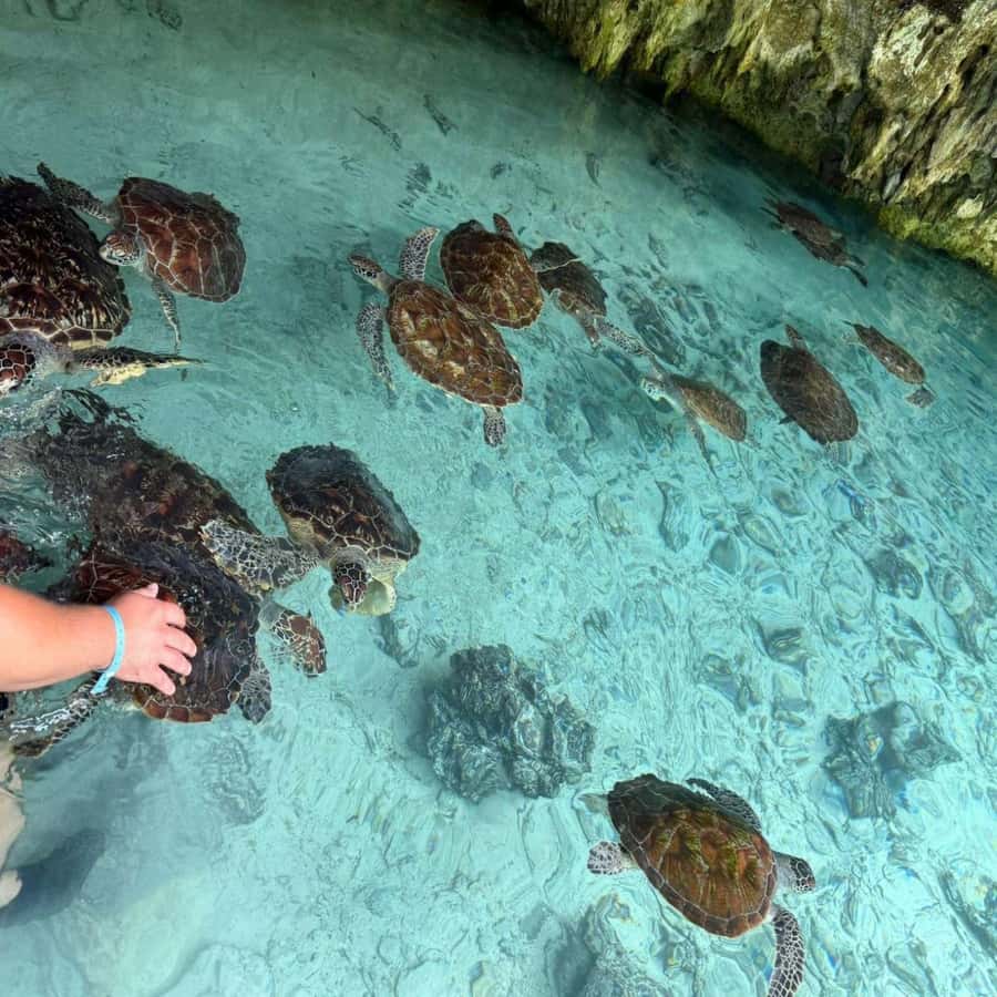 SALAAM CAVE: Swim with turtles & Dine at The Rock Restaurant - Price and value for $60, plus what you still need to pay for