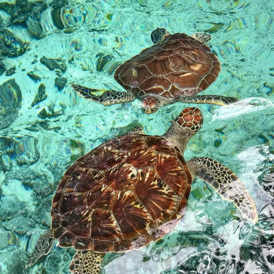 Salaam Cave Swimming with turtles, Mtende Beach & The Rock - The Rock Restaurant in Pingwe: an easy ending with coastal atmosphere
