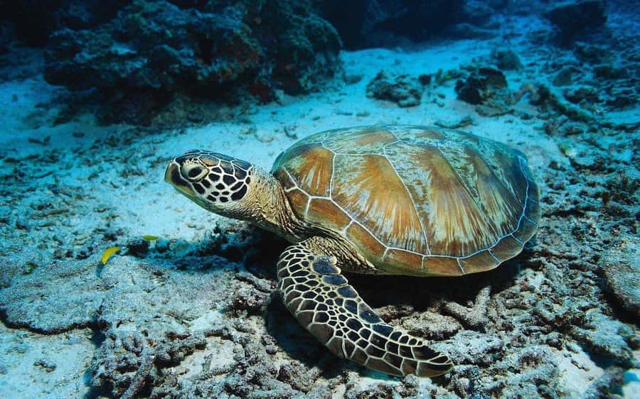 Salaam Cave Tour, Lunch at The Rock, Mnemba Dolphin Tour - Salaam Cave and sea turtle swimming over Kizimkazi Beach