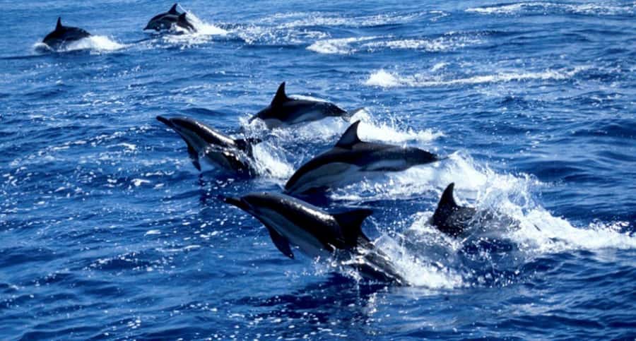 Salaam Cave Tour, Lunch at The Rock, Mnemba Dolphin Tour - Pickup, driving time, and what your schedule really looks like