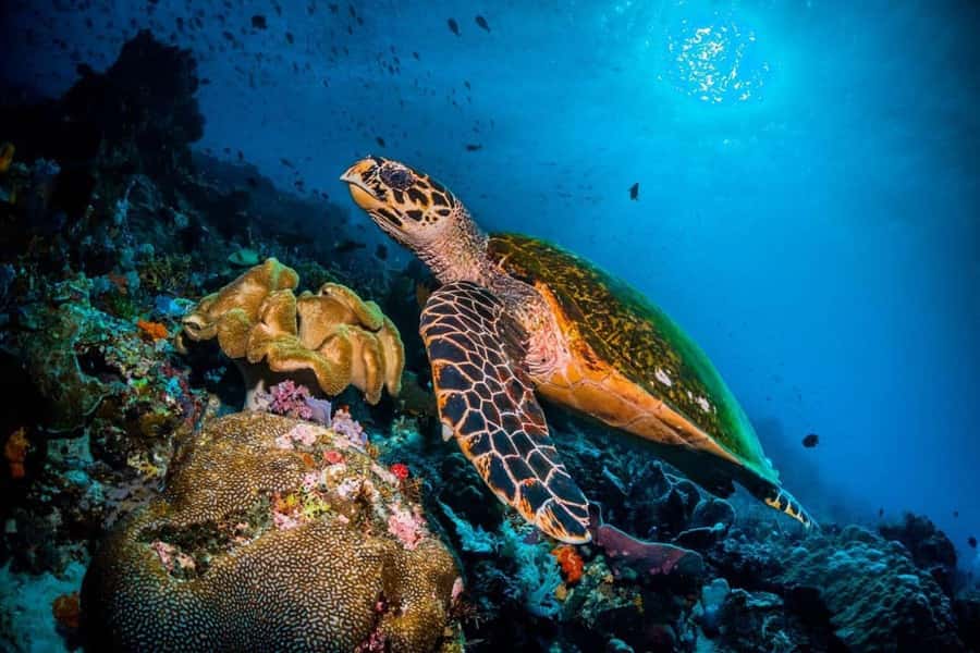 Salaam Cave Tour, Paje Beach, The Rock Restaurant, Kuza Cave - Salaam Cave sea turtle snorkeling from Kizimkazi