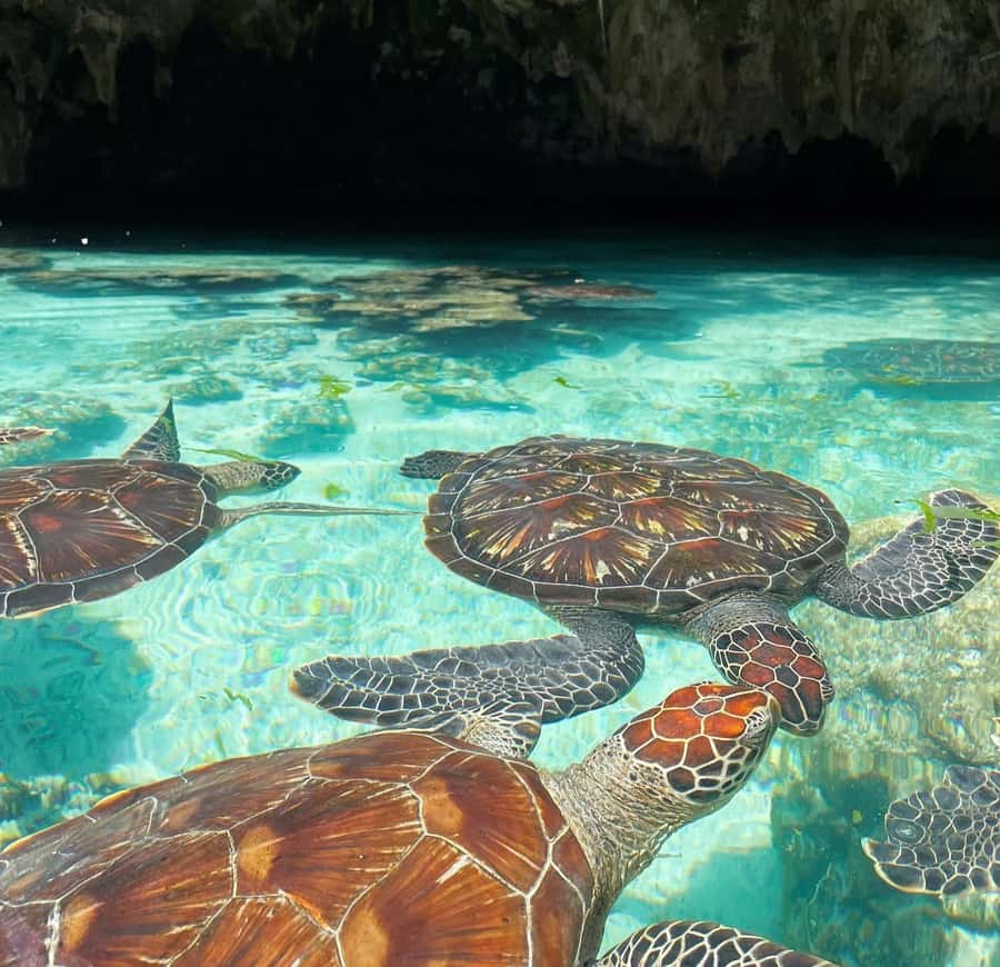 Salam cave turles swimming, paje beach , the Rock Restaurant - A day that mixes wildlife, beach time, and seriously good seafood