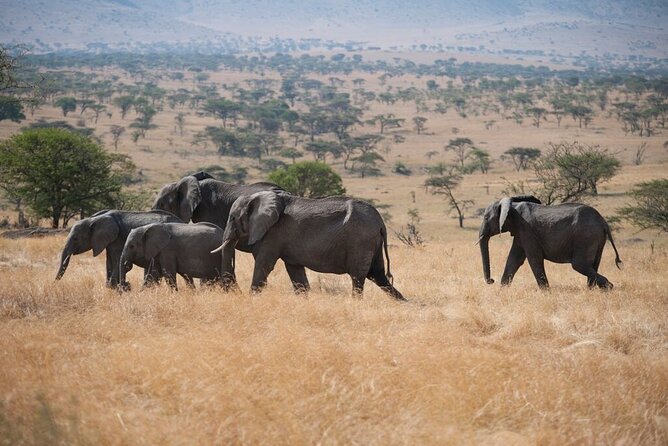 Savannah Escape & Active Culture Tour - Day 3 at Ngorongoro Crater: the big descent and predator-filled days
