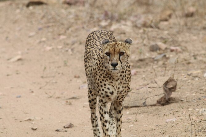 Savannah Escape & Active Culture Tour - Day 1 in Tarangire National Park: elephants, baobabs, and acacia shade