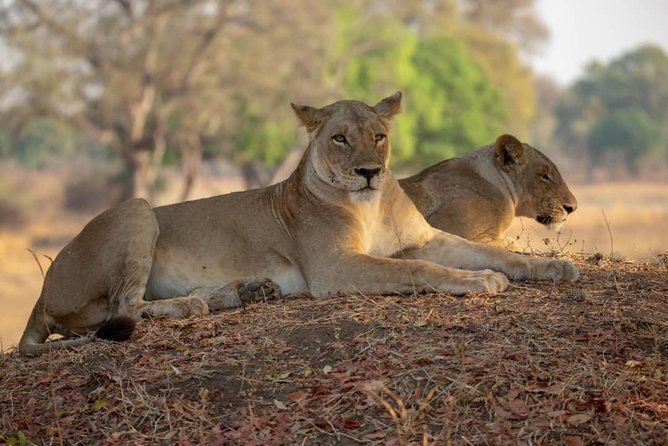 Selous/Nyerere National Park Day Trip - Why this Selous/Nyerere day trip feels worth the early alarm