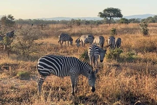 Selous/Nyerere National Park Day Trip - Breakfast, lunch, bottled water, and what WiFi actually helps with