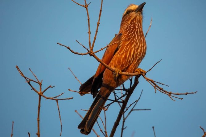 Selous/Nyerere National Park Day Trip - Private guiding, plus what people like about Bakari-style attention