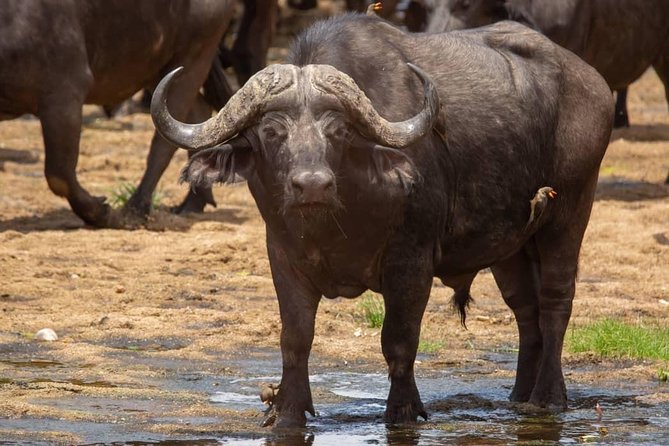 Selous/Nyerere National Park Day Trip - The 04:30am start that turns a long drive into real safari time