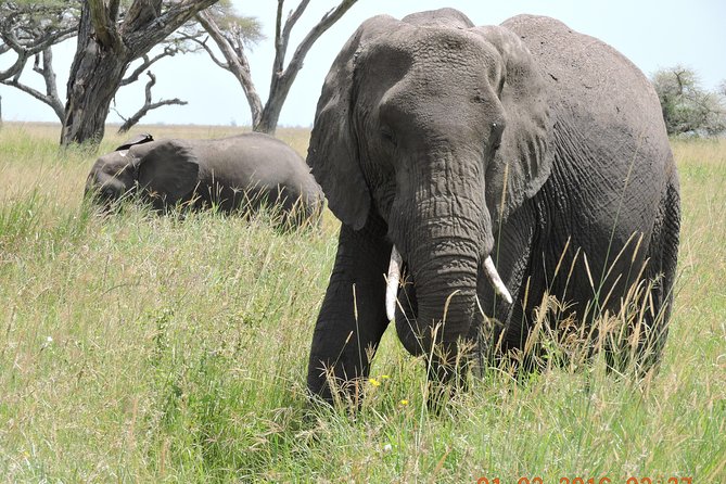 Serengeti 2-Day Safari from Mwanza - Key Things I’d Bet On With This Safari
