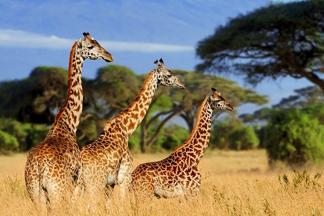 Serengeti 2-Day Safari from Mwanza - Why a 2-Day Serengeti Push From Mwanza Makes Sense