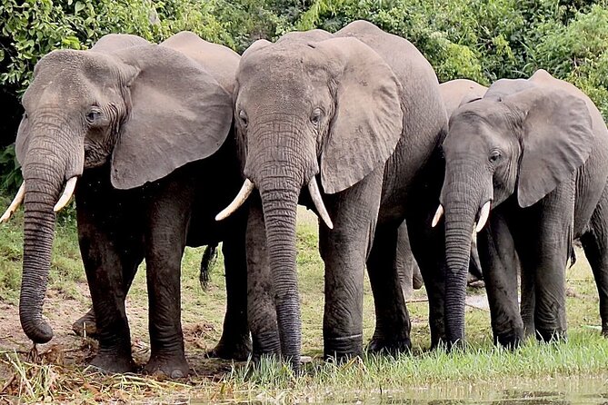 Serengeti 2-Day Safari from Mwanza - Kirawira Serena Luxury Camp: The Camp Experience That Sets the Tone