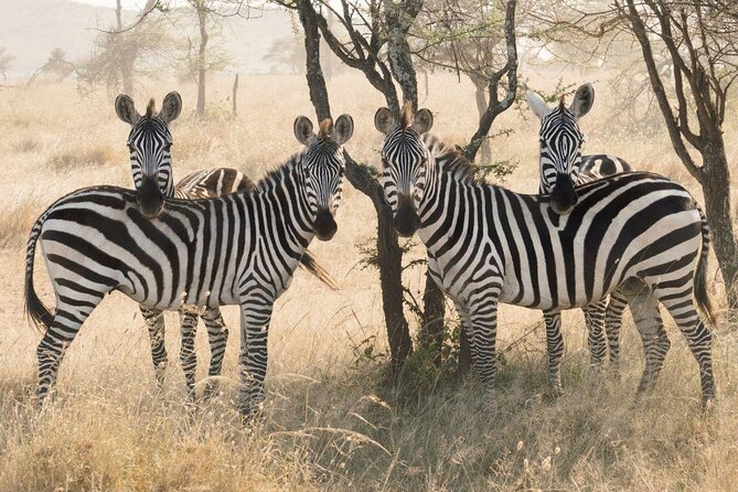 Serengeti Balloon Safari and authentic bush breakfast - Why flying over Serengeti feels more powerful than a drive