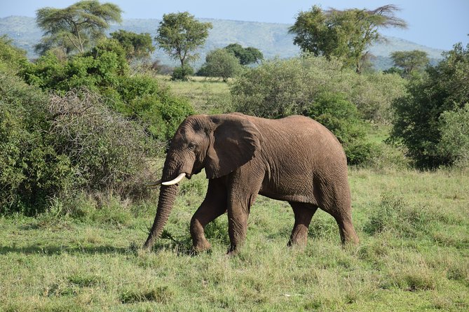 Serengeti Day Trip Safari From Mwanza Tanzania - Key things to know before you go