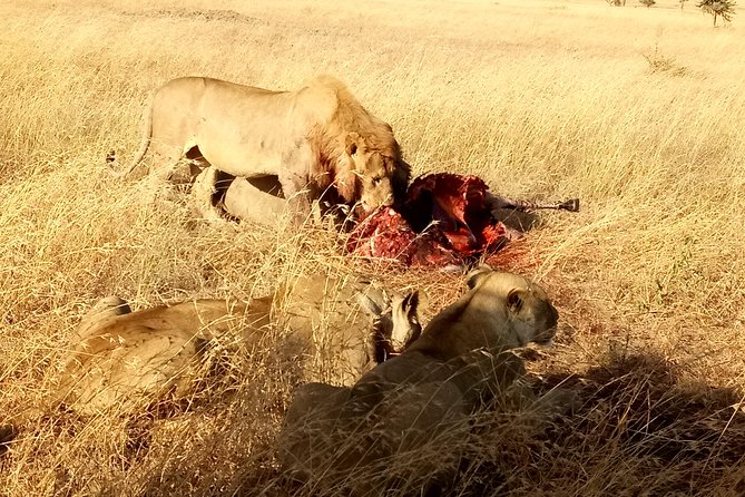Serengeti Day Trip Safari From Mwanza Tanzania - One-day Serengeti from Mwanza: what you’re really buying