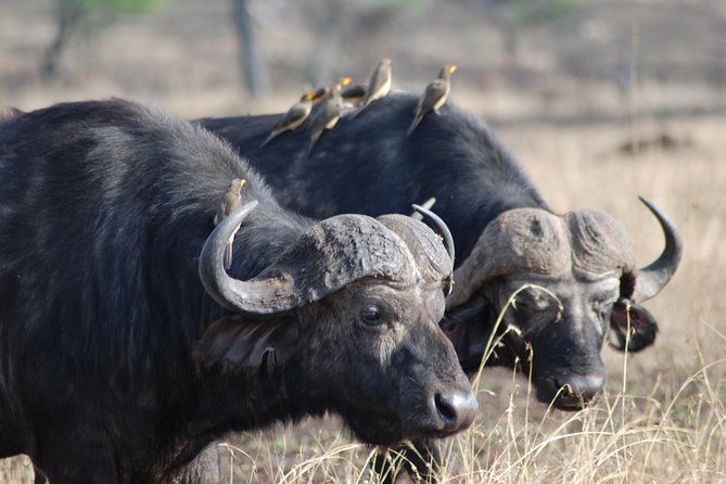 Serengeti Day Trip Safari From Mwanza Tanzania - Getting back to Mwanza in the evening, and how to plan the rest