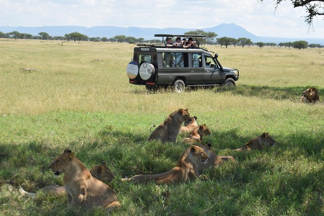 Serengeti Day Trip Safari From Mwanza Tanzania - Price and logistics: is $500 per person fair for a day trip?