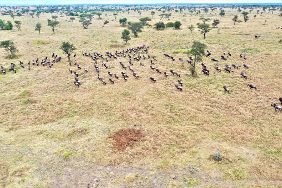 Serengeti: Hot Air Balloon Flight with Champagne Breakfast - Key highlights you should care about