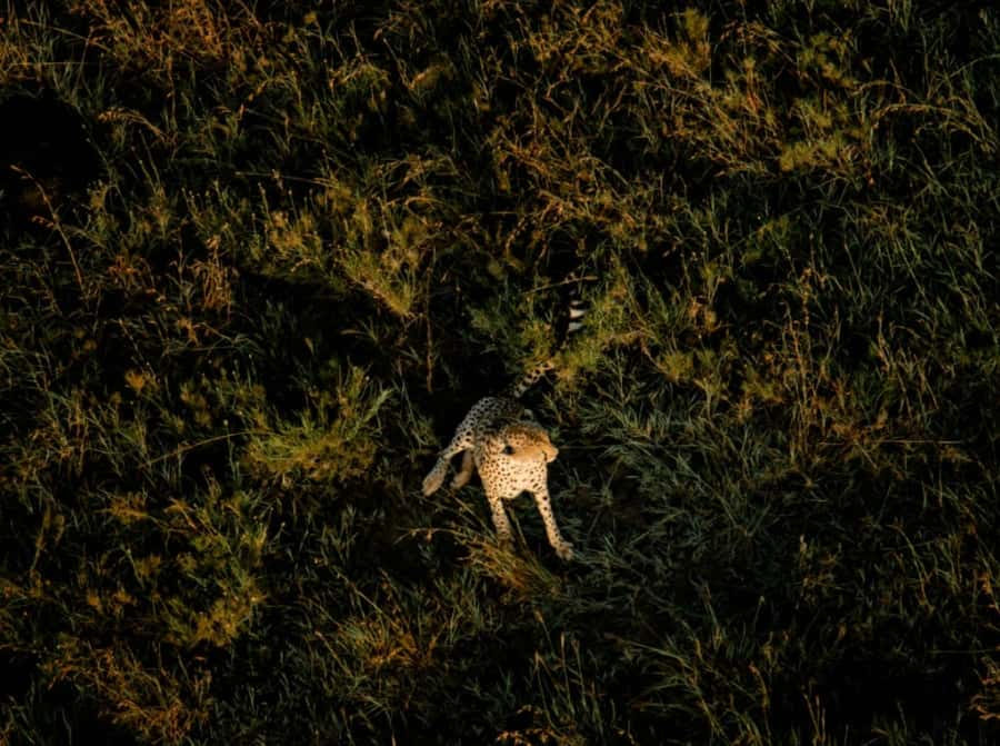 Serengeti: Hot Air Balloon Flight with Champagne Breakfast - Wildlife spotting from above: what you can realistically look for