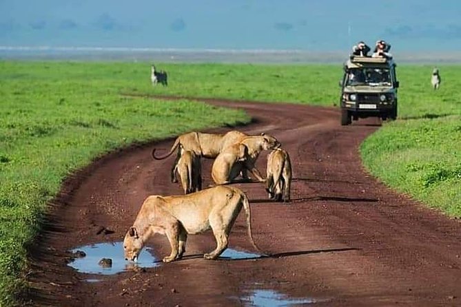 Serengeti national Park, ngorongoro conservation area 3 days two nights - Key highlights you should actually care about