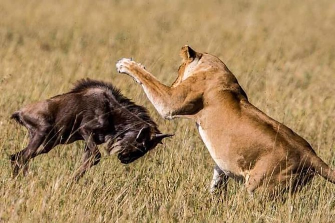 Serengeti national Park, ngorongoro conservation area 3 days two nights - Serengeti and Ngorongoro in 3 days, what you are really buying