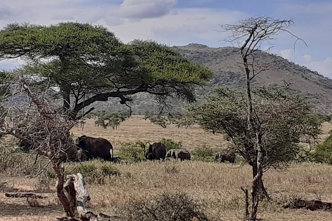 SERENGETI NATIONAL PARK Tour - The Big Idea: How This Route Plays the Great Migration