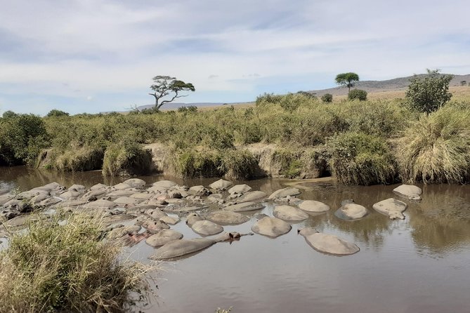 SERENGETI NATIONAL PARK Tour - Day 3: Hippo Pool to Mara River Crossings in the Northern Corridor