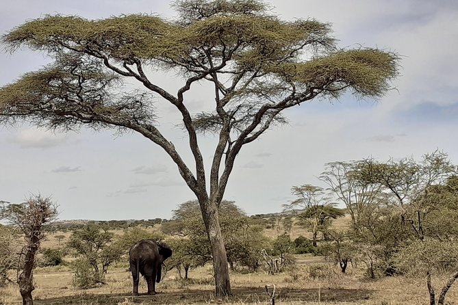 SERENGETI NATIONAL PARK Tour - Day 5: Ngorongoro Crater at 5:00 AM, Then Out Before 6:00 PM