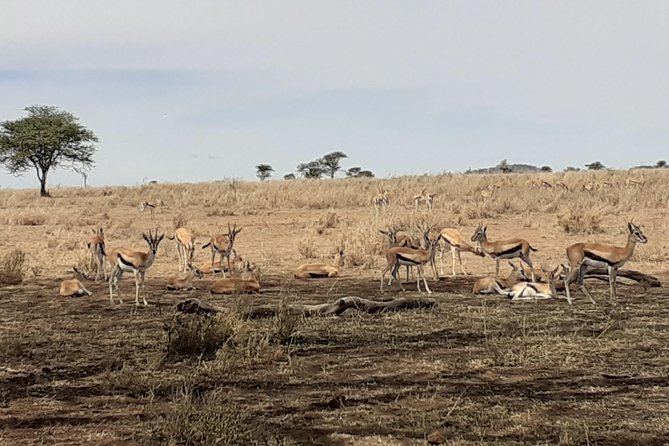 SERENGETI NATIONAL PARK Tour - Price and Logistics: Is $3,487.18 Per Person Worth It?