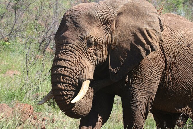 Serengeti & Ngorongoro 3 Days Budget Safari - Day 2 Early Serengeti Game Drive to Simba Campsite Overnight