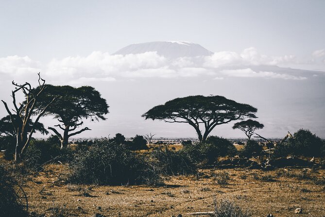 Serengeti & Ngorongoro 3 Days Budget Safari - Day 3 Black Rhino Focus in Ngorongoro, Then Back to Arusha