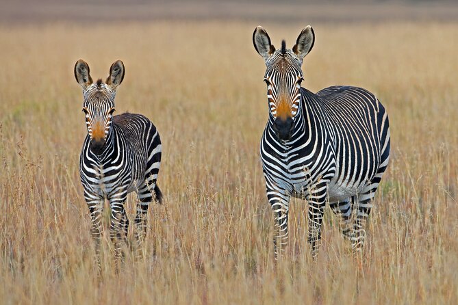 Serengeti & Ngorongoro 3 Days Budget Safari - Price and Value: Is $850 a Smart Budget Deal?